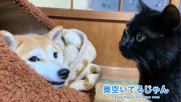 奥を見つめる猫