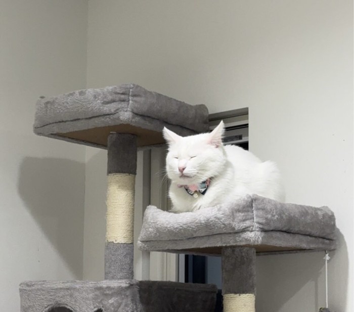 キャットタワーに座る猫