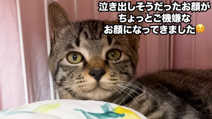 前を見る子猫の顔