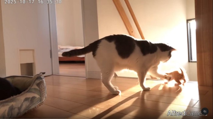 子猫をガードする猫