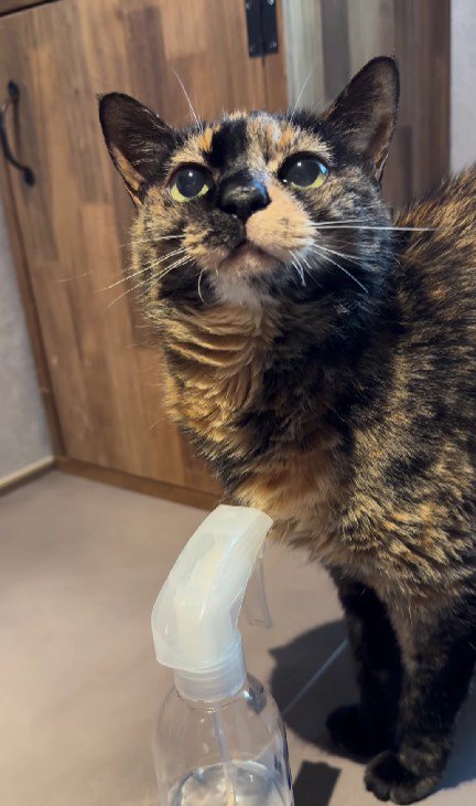 口を閉じている猫