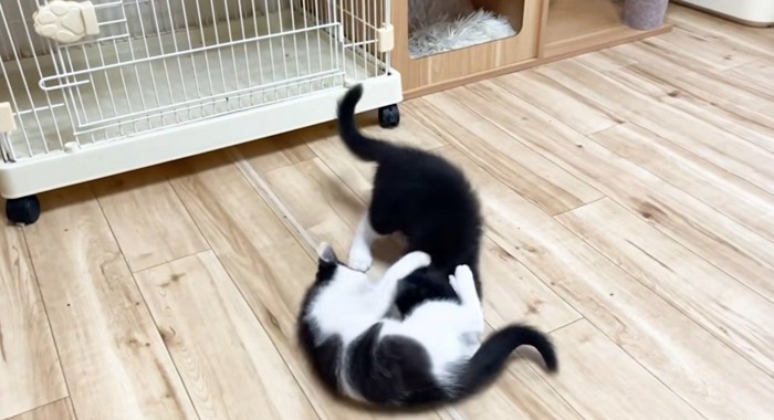 じゃれる白黒猫2匹