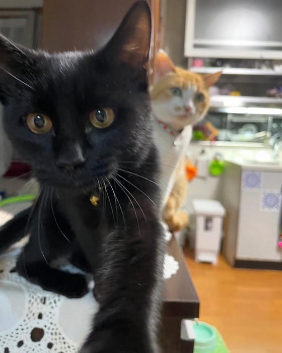 黒猫と茶白猫