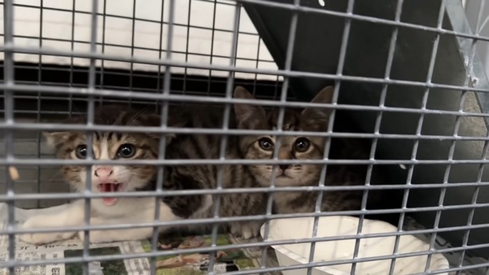 捕獲機の中の2匹の子猫