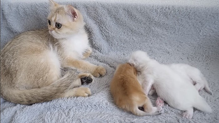 母猫を探す猫と子猫たち