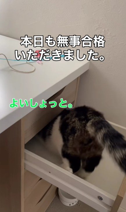 引き出しに入る猫
