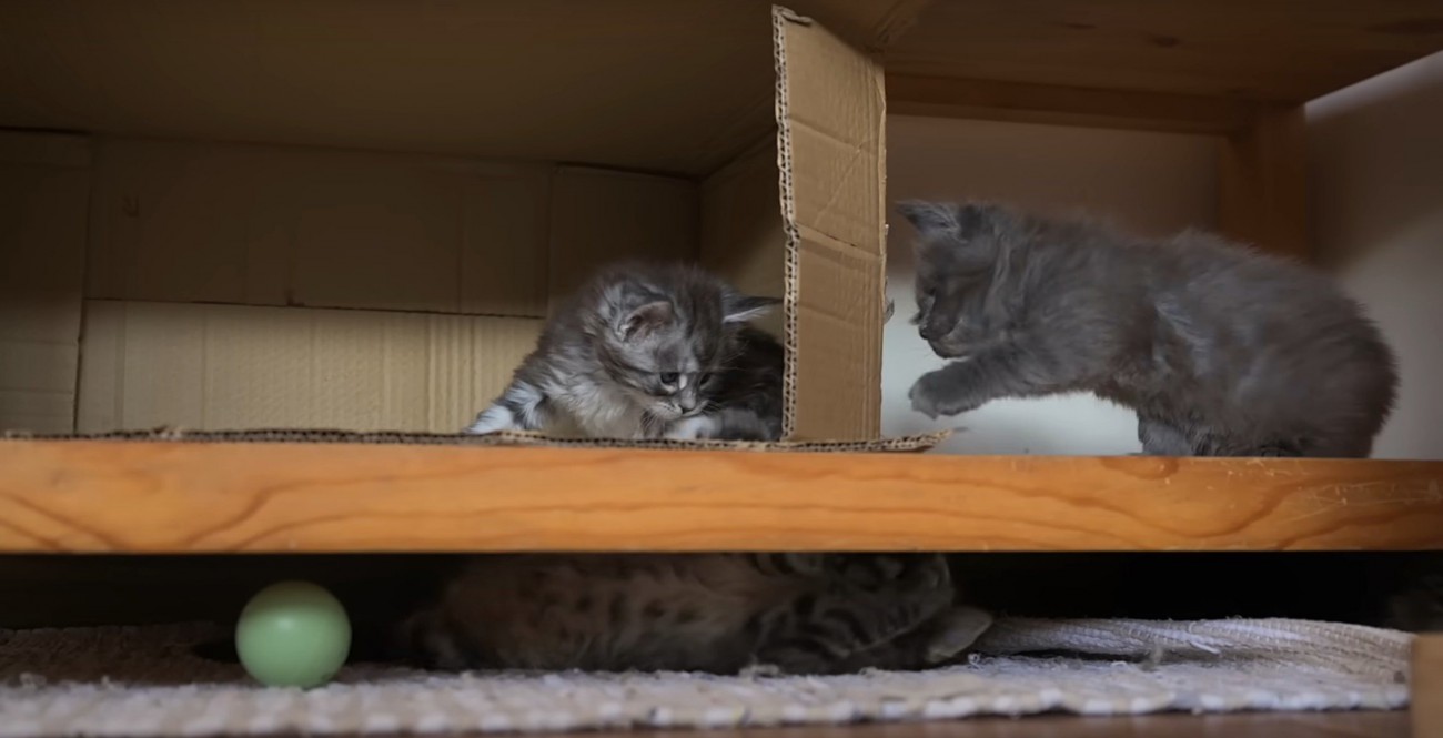 段ボールで遊ぶ子猫たち