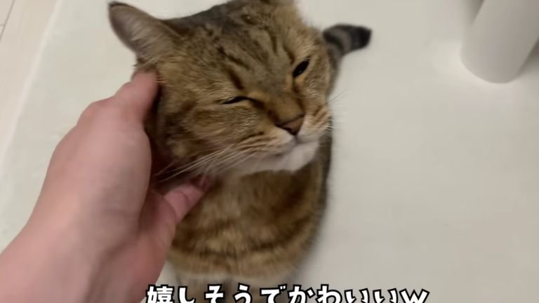 撫でられる猫