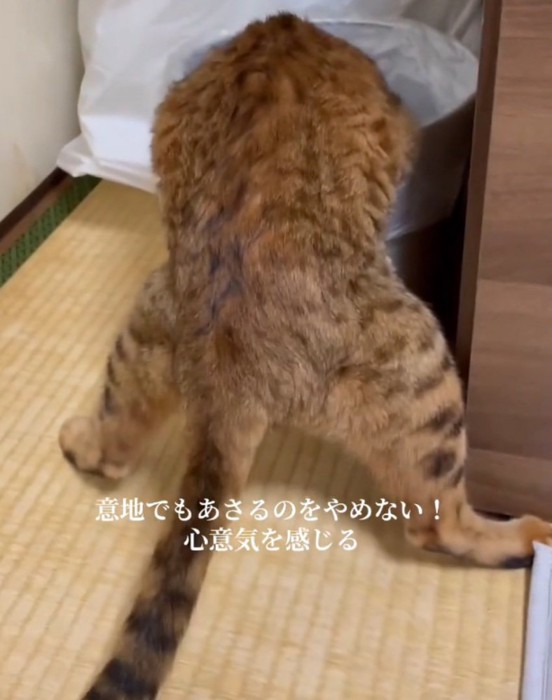 漁り続ける猫