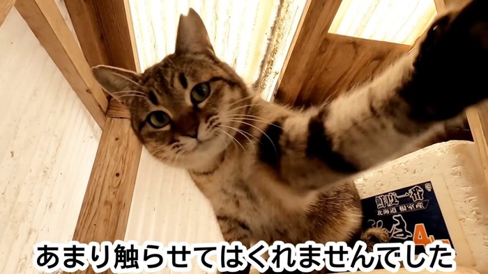 猫パンチする猫