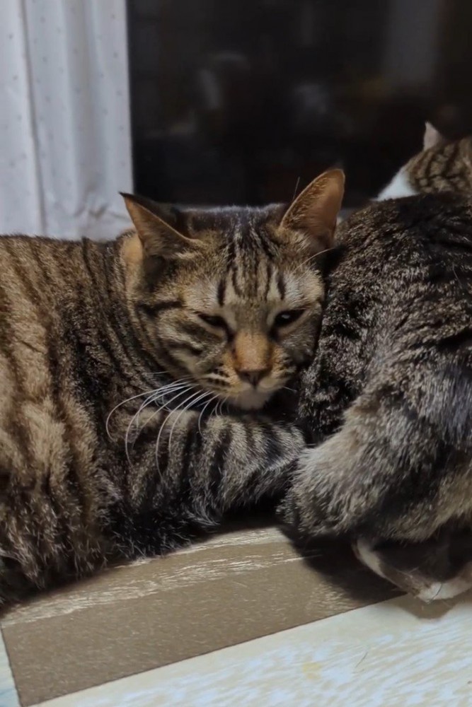 他の猫にくっついて目を開ける猫