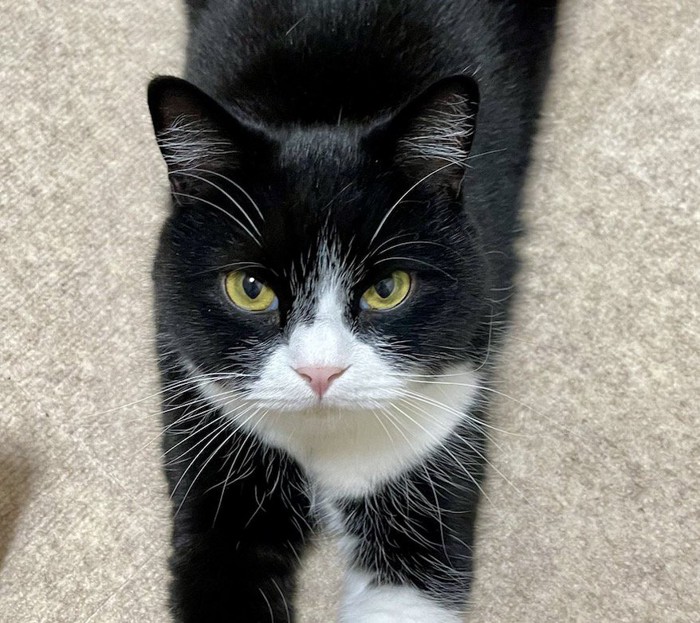 床に伏せながら飼い主さんを見上げる猫