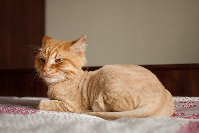 サマーカットの猫