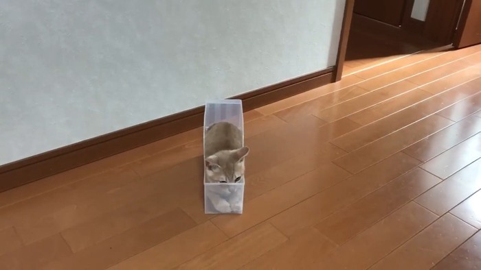 ケースに入っている猫