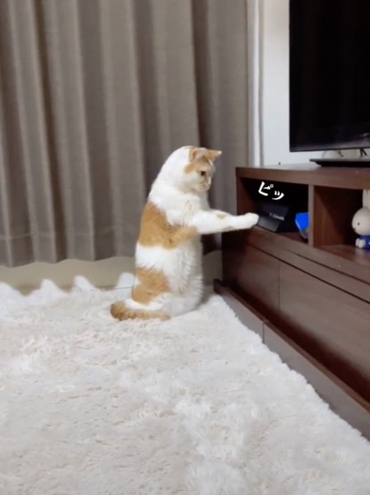 電源ボタンを押す猫