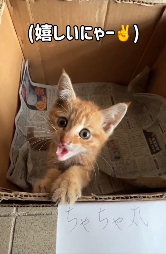 ダンボールの中の猫