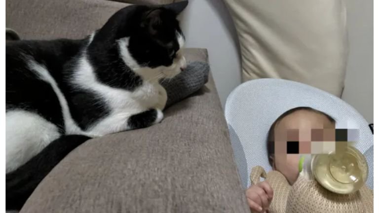 猫と赤ちゃん