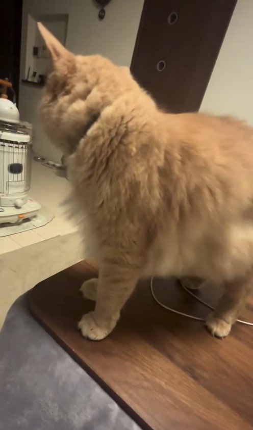 テーブルの上に立っている猫の斜め後ろ姿