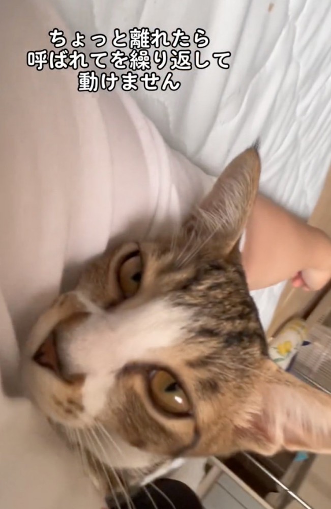 再び腕枕してもらう猫