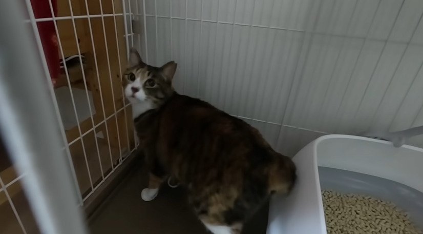 振り向く猫