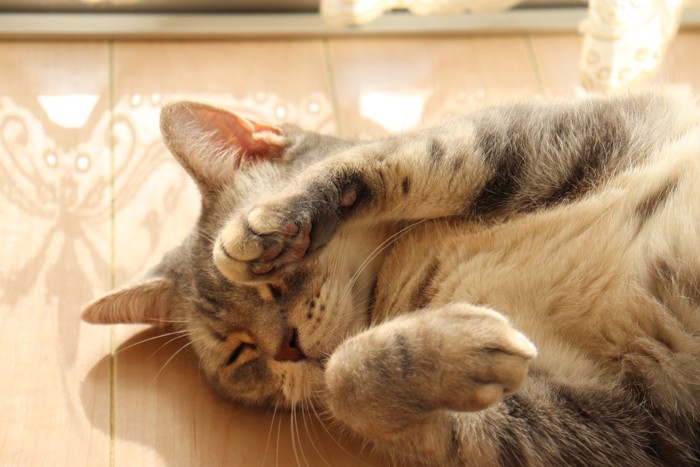 仰向けで片手を上げる猫