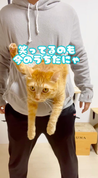 飼い主の腹部のポケットに入れられて遠くを見つめる茶トラ猫