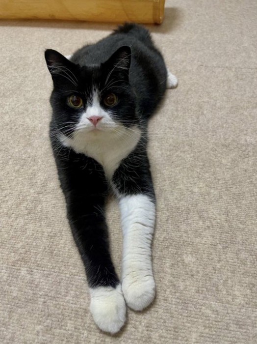 ソファの上で前足を伸ばしてくつろぐ猫