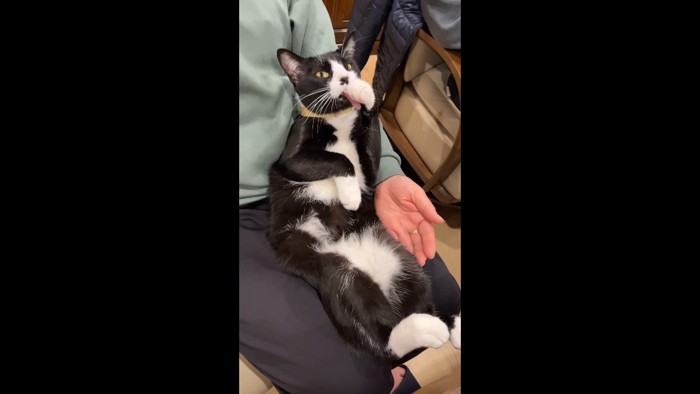 こちらを見ながら毛づくろい