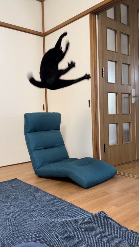 空中に飛び上がる黒猫