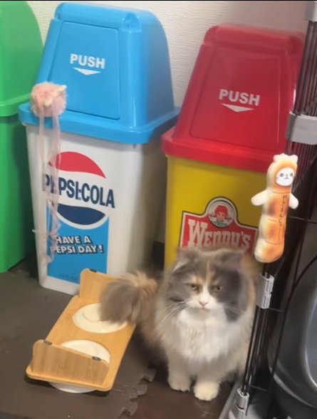 しょんぼりねこ