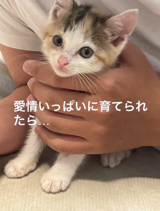 抱きしめられる子猫