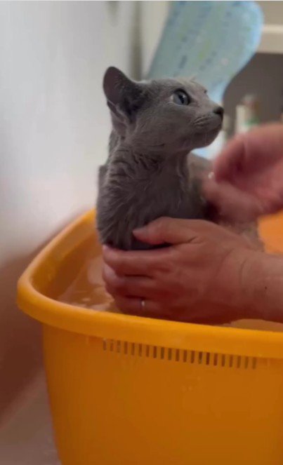 お風呂に入っている猫