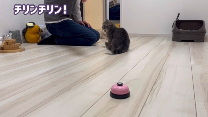 ベルを指差す人間と座っているマンチカン