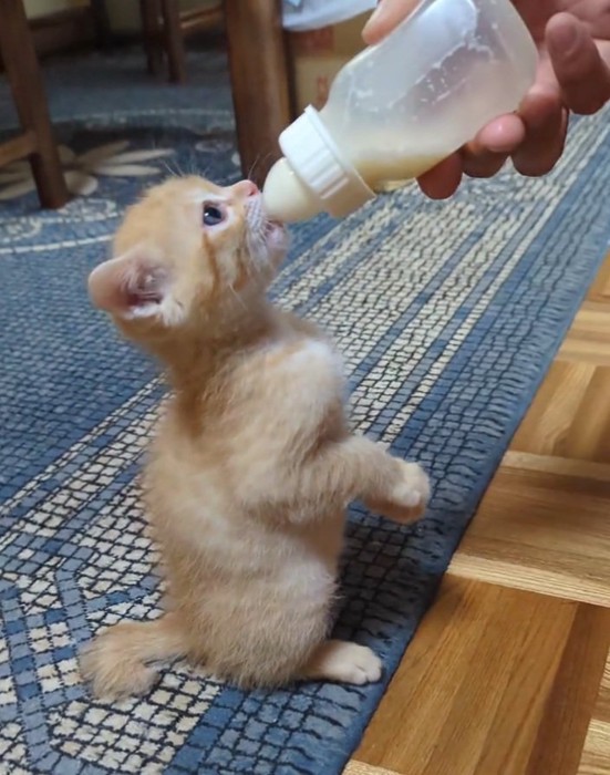 ミルクを飲むチャッピーくん