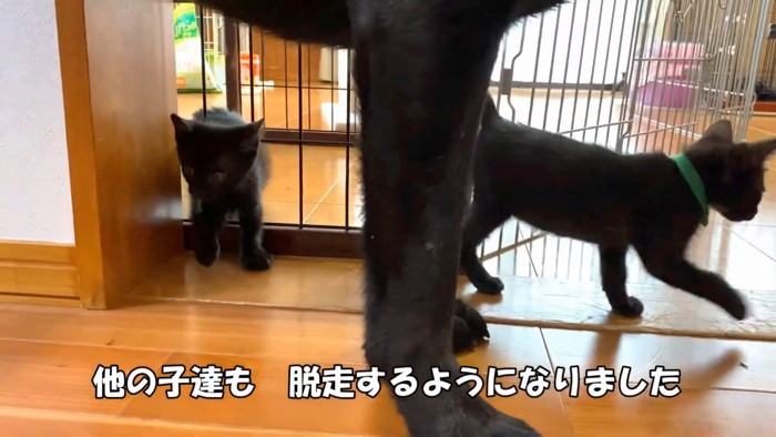 脱走する子猫