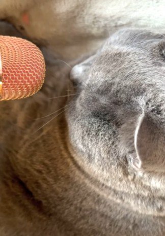 マイクを見つめる猫
