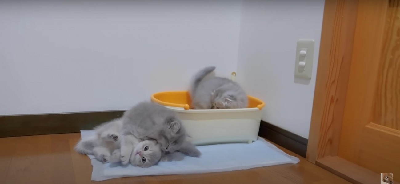 3匹の子猫%％遊び盛りの子猫たち