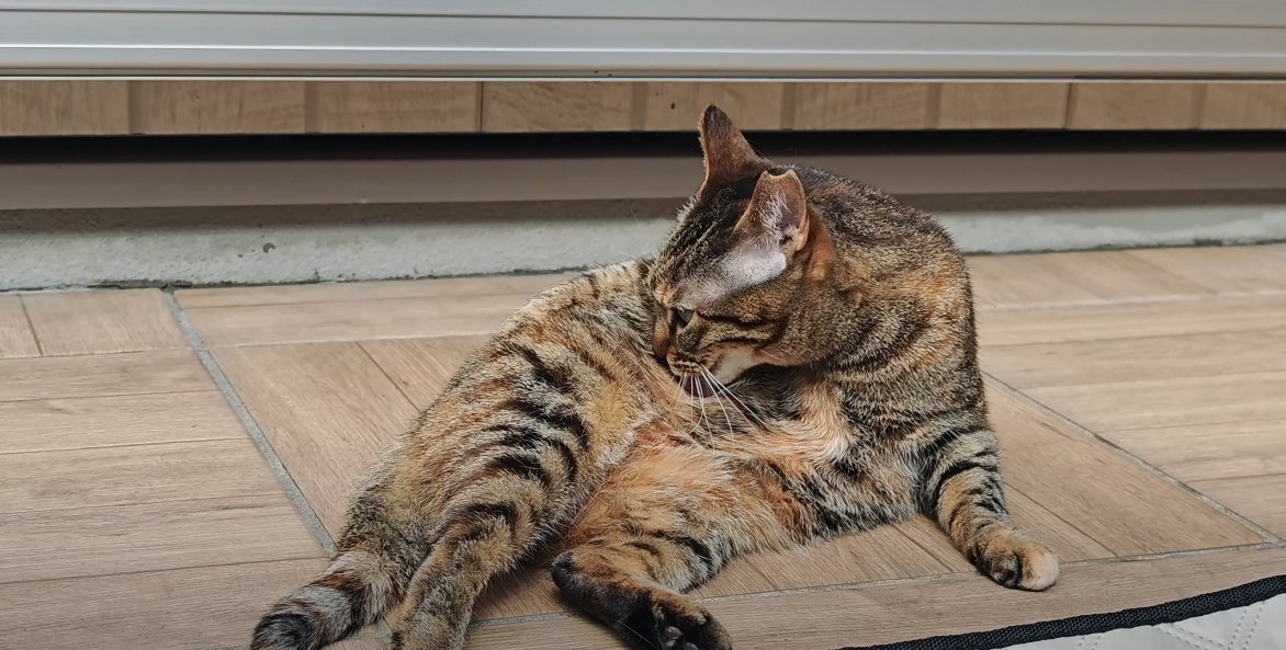 横たわって毛づくろいをする猫