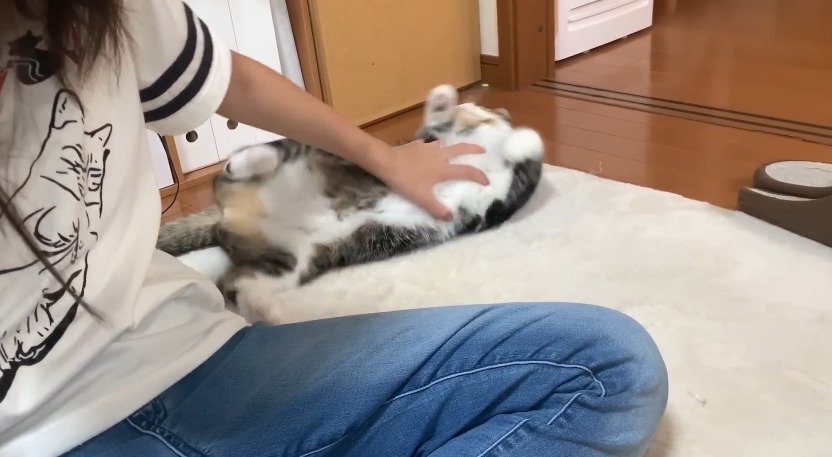 寝返りを打つ猫