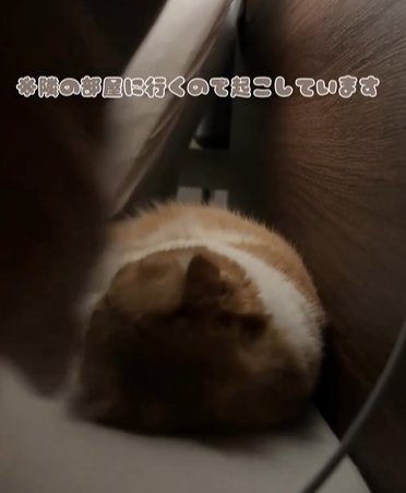 横になって眠る猫(隣の部屋にいくので起こしています)