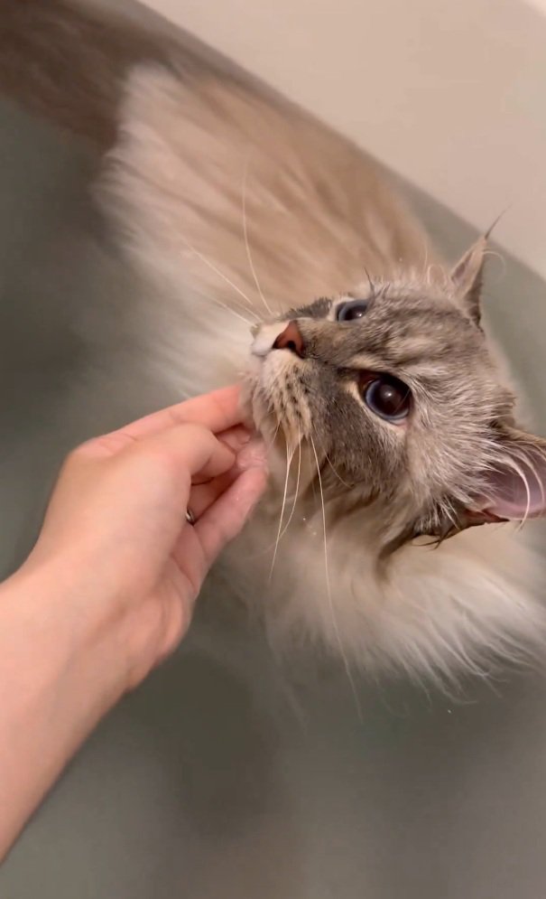 上を向くいれぶんくん