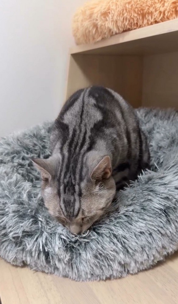 クッションの上にいる猫