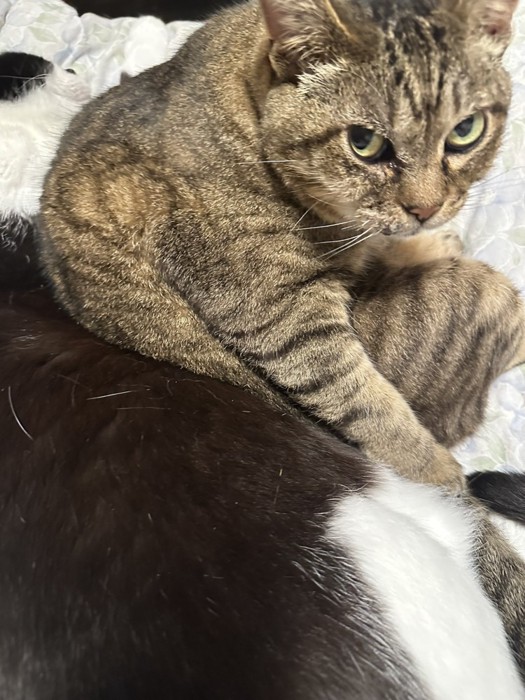 ドヤ顔しているキジトラ