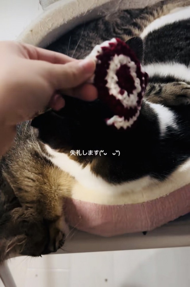 キジ白猫の頭の寸法を測るママと隣で寛ぐ子猫