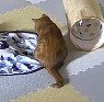 動かなくなったおもちゃを眺める猫