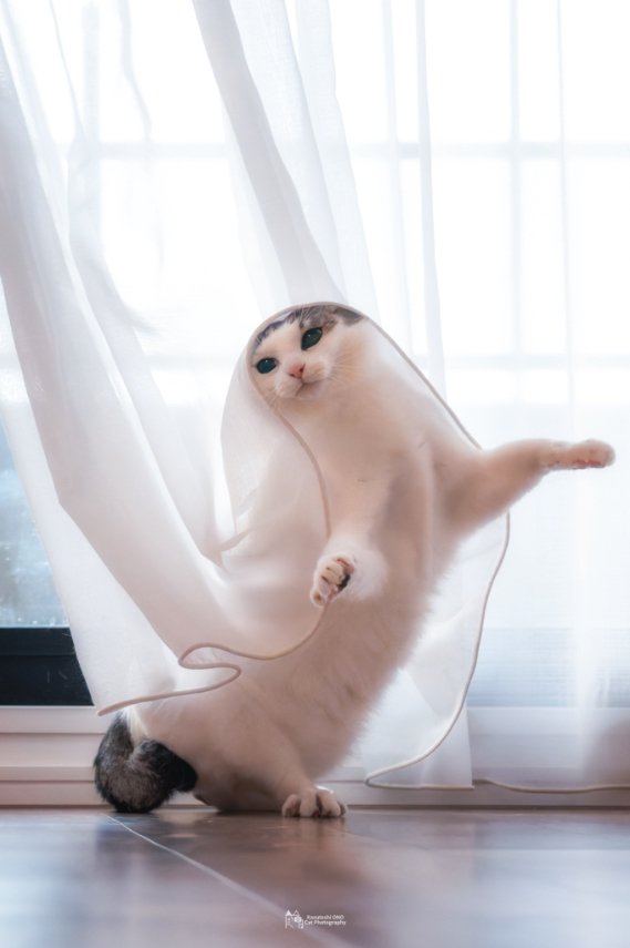 レースカーテンをかぶって後ろ足で立っている猫(ヒキ)