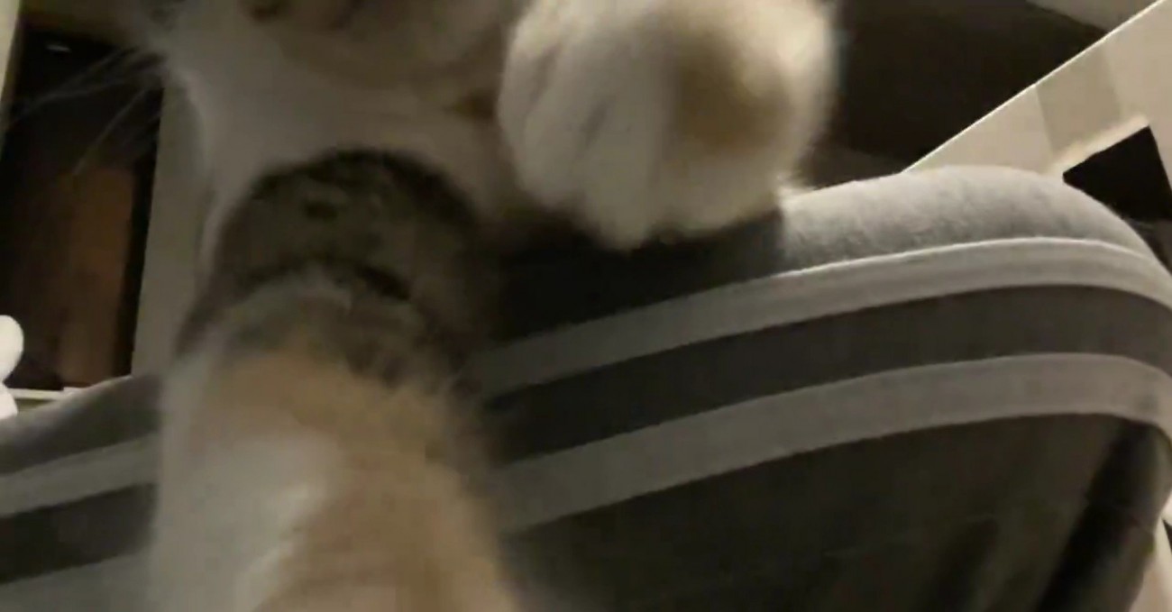 むーちゃんの手