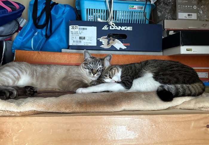 クローゼットでくっついて目を開けている猫