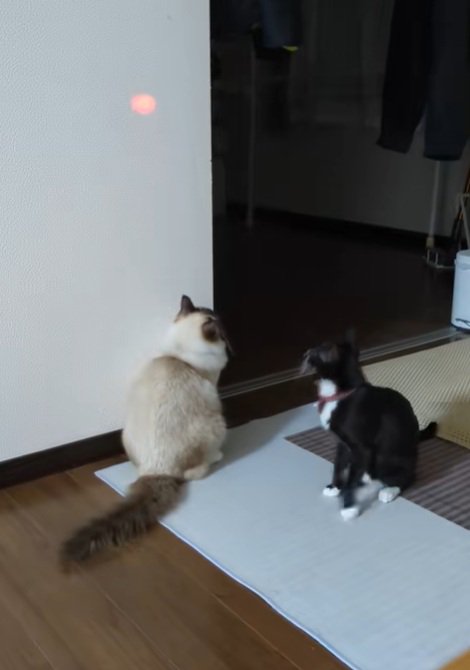 座ってレーザーポインターをみる2匹