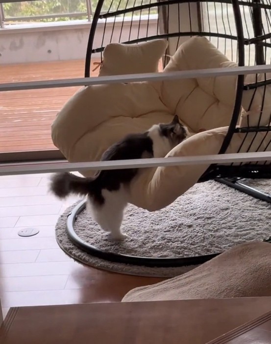 乗ろうとする猫